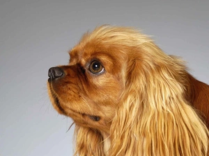 pekinese, portrait