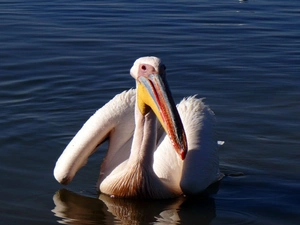 pelican, lake