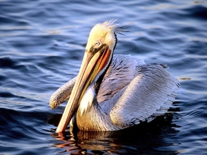 pelican, water