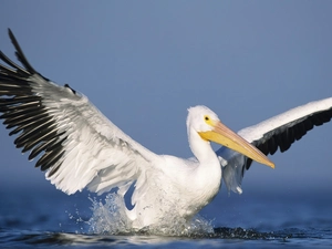 pelican, water