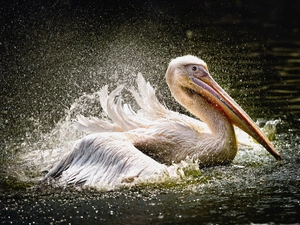pelican, water