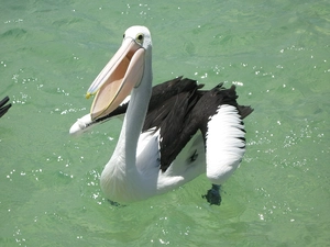 pelican, water