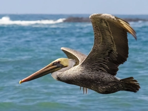 pelican, Locie, water, ##