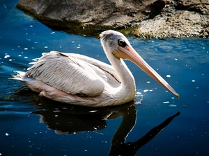 pelican, water