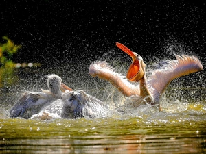 pelicans, water