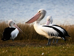 pelicans, wharf