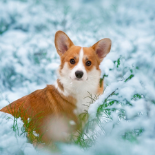 grass, Welsh corgi pembroke, snow, Twigs, dog