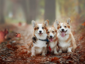 Three, Welsh corgi pembroke, Leaf, Dogs