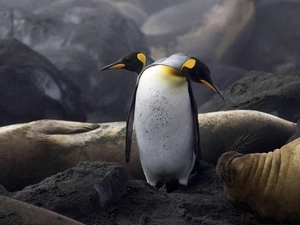 penguin