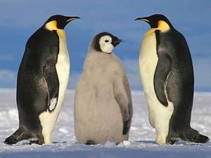 penguin, chick