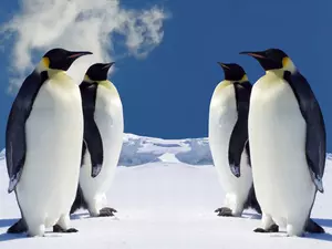 four, snow, Icecream, penguin