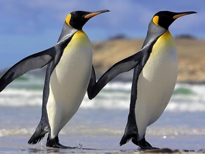 friendship, Two cars, penguin