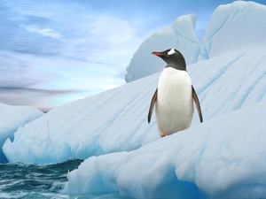 penguin, Iceberg