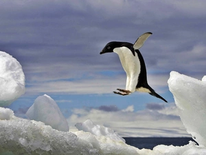 penguin, sea, Icecream