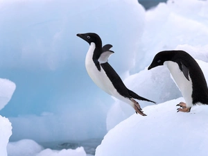 penguin, jump