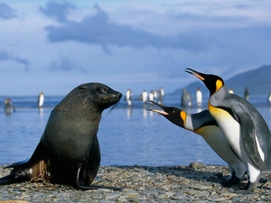seal, penguin, sea, Two cars
