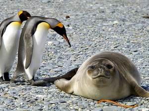 seal, Two cars, penguin