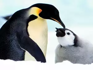small, imperial, mother, penguin