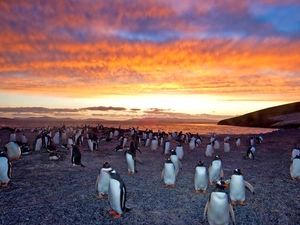 coast, penguin, west, sun, sea