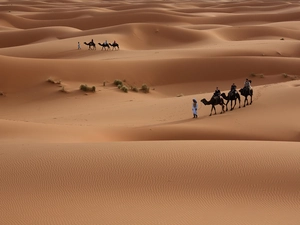 People, Desert, Camels
