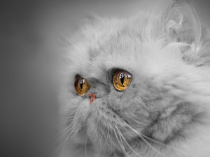 Persian Chinchilla Cat