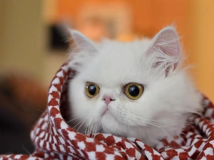 White, Persian Cat, Blanket, honeyed
