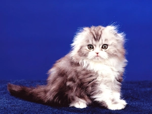 cat, oblate, mouth, persian