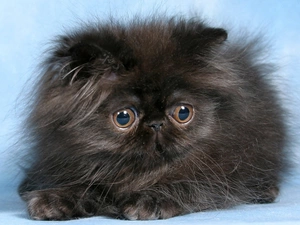 fluffy, cat, Eyes, persian