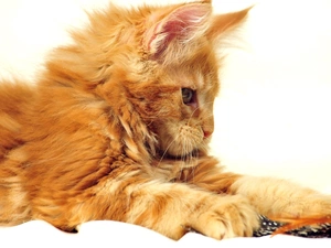 Persian Cat, ginger