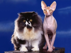 persian, cat, sphinx