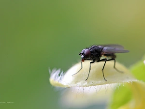 petal, fly, Insect