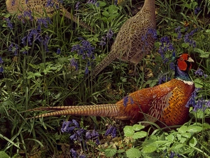 pheasant