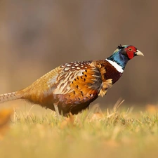 grass, Bird, Common Pheasant