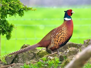 pheasant, rocks