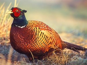 pheasant
