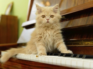 Piano, honeyed, kitten