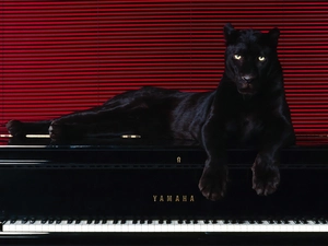 piano, black, Panther