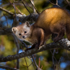 American Marten, branch pics