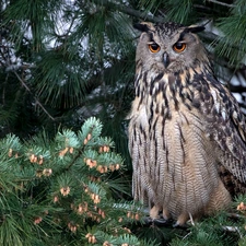 owl, pine, branch pics, Eurasian Eagle-Owl