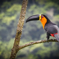 Toucan, branch pics