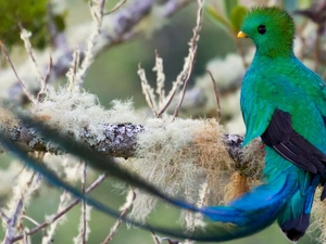 Bird, frosty, branch pics, Quetzal Heraldic