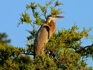 heron, Bird, branch pics