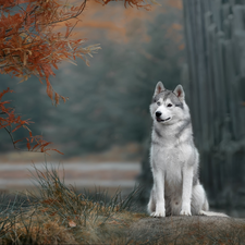 dog, trees, branch pics, Siberian Husky