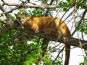 Leaf, cougar, branch pics