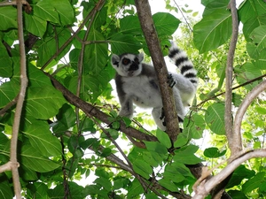 Leaf, lemur, branch pics