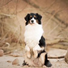 dog, Stones, branch pics, Australian Shepherd