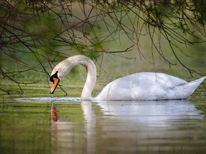 water, Swans, branch pics