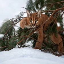 winter, Caracal, branch pics