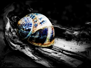 picture, snail