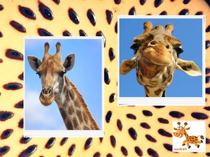giraffe, Mottled, background, pictures